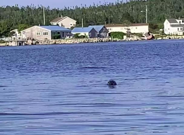 181 Oceanside Inn ペギーズ・コーブ エクステリア 写真